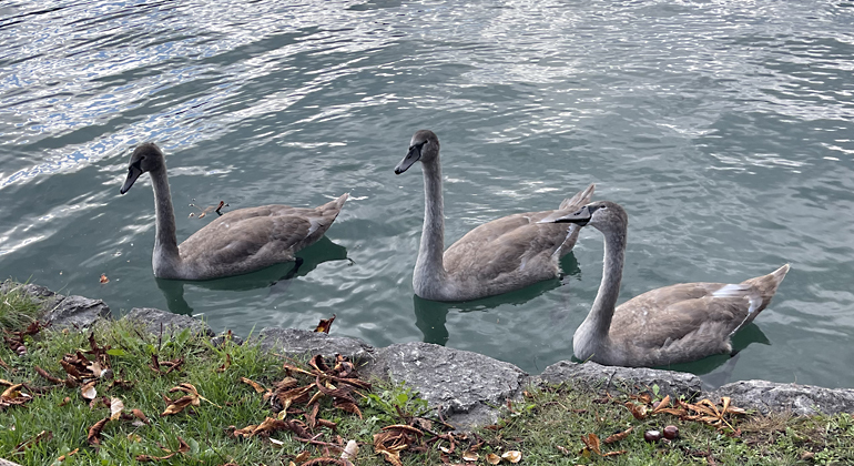 Tour to Bled and Bohinj Lakes: Spectacular Nature of Slovenia