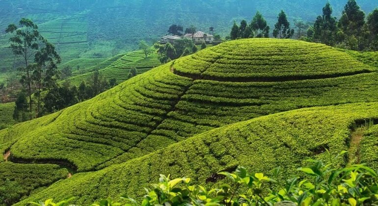 Tuktuk Nuwara Eliya Teafactory & Waterfalls Tour