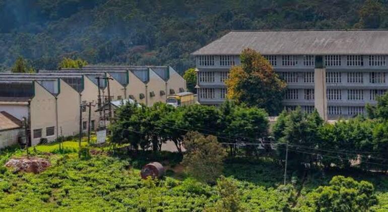 Tuktuk Nuwara Eliya Teafactory & Waterfalls Tour