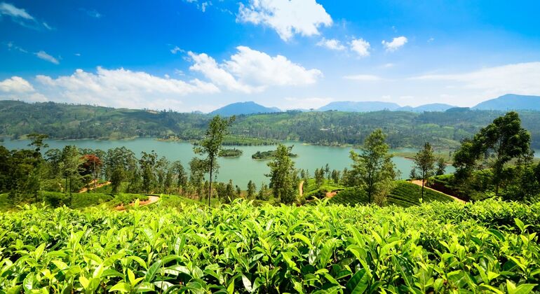Tuktuk Nuwara Eliya Teafactory & Waterfalls Tour