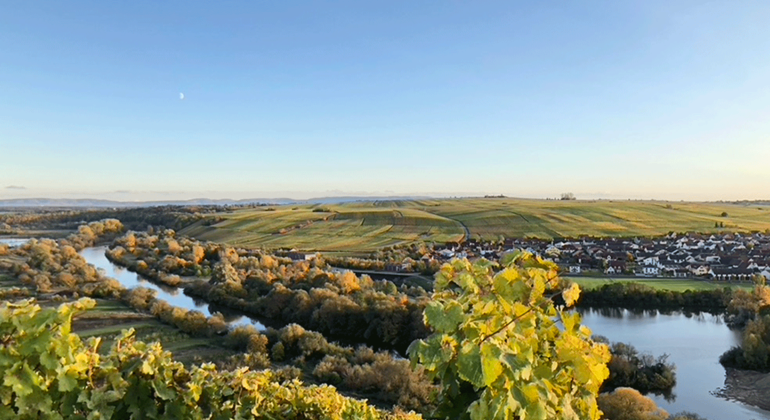 Herbstliche Weinwanderung von Volkach zum Terroir bei Vogelsburg