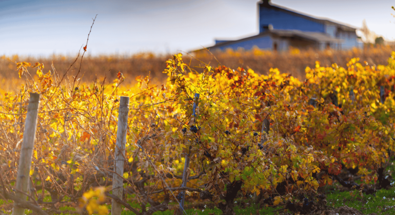 Authentische Rioja Tour