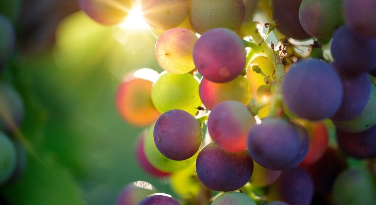 Authentische Rioja Tour