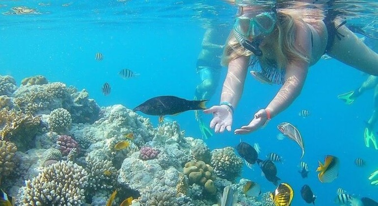 Von Hurghada nach Abu Dabab: Schnorcheltour mit Schildkröten – Tagesausflug inklusive Mittagessen