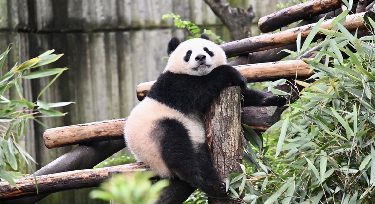 Parque Panda de Chengdu Excursión diaria en autobús con entradas