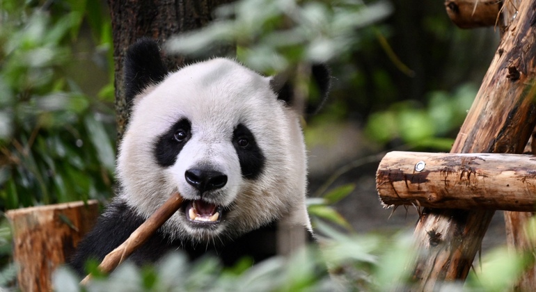 Parque Panda de Chengdu Excursión diaria en autobús con entradas