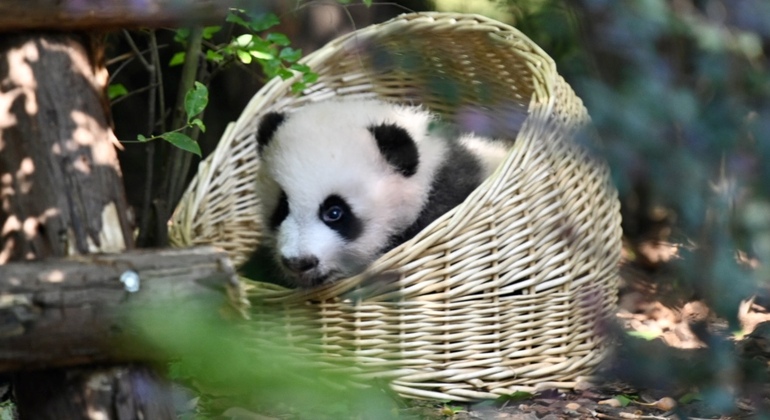 Parque Panda de Chengdu Excursión diaria en autobús con entradas