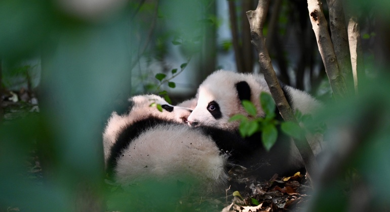 Parque Panda de Chengdu Excursión diaria en autobús con entradas
