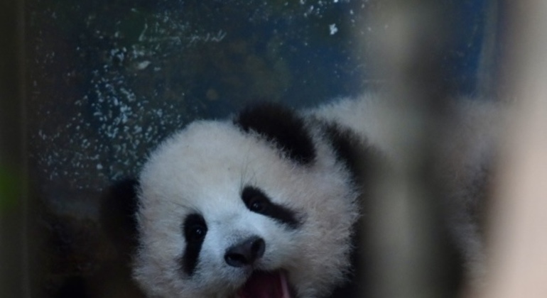 Parque Panda de Chengdu Excursión diaria en autobús con entradas