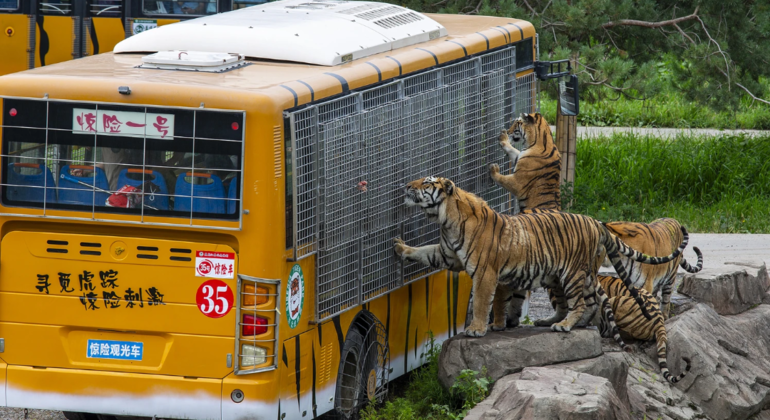 Excursión en autobús por el Parque del Tigre Siberiano de Harbin