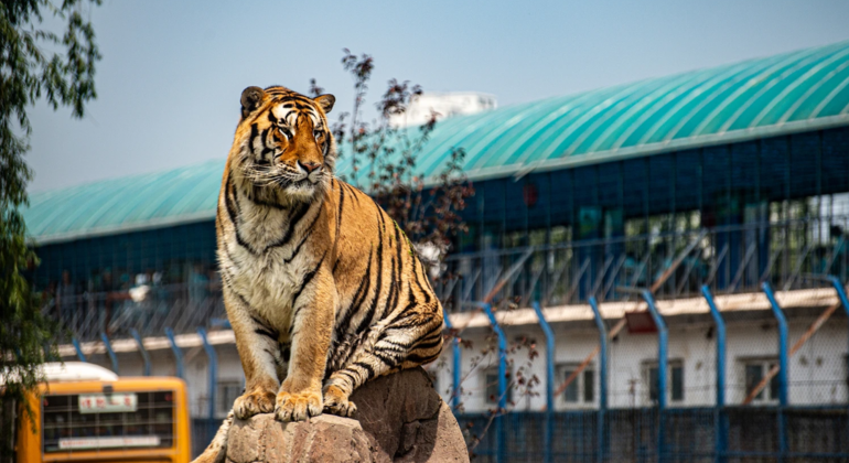 Excursión en autobús por el Parque del Tigre Siberiano de Harbin