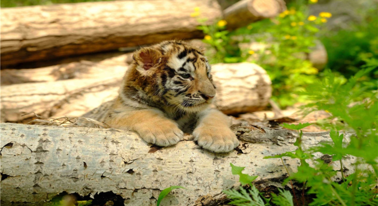 Excursión en autobús por el Parque del Tigre Siberiano de Harbin