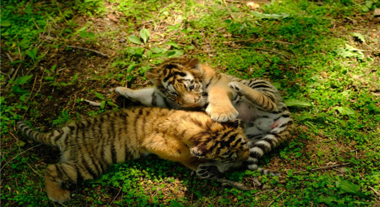 Excursión en autobús por el Parque del Tigre Siberiano de Harbin