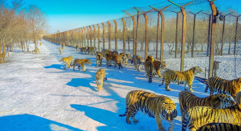 Excursión en autobús por el Parque del Tigre Siberiano de Harbin
