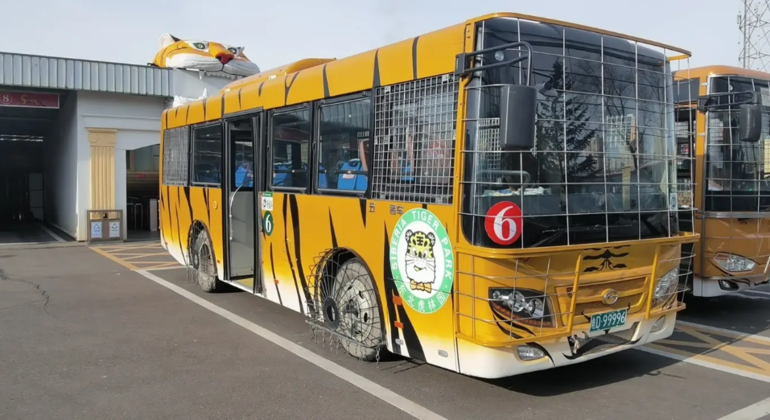 Excursión en autobús por el Parque del Tigre Siberiano de Harbin