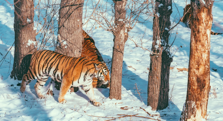 Excursión en autobús por el Parque del Tigre Siberiano de Harbin