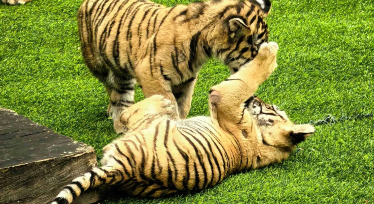 Excursión en autobús por el Parque del Tigre Siberiano de Harbin