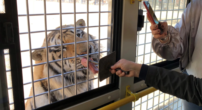 Excursión en autobús por el Parque del Tigre Siberiano de Harbin