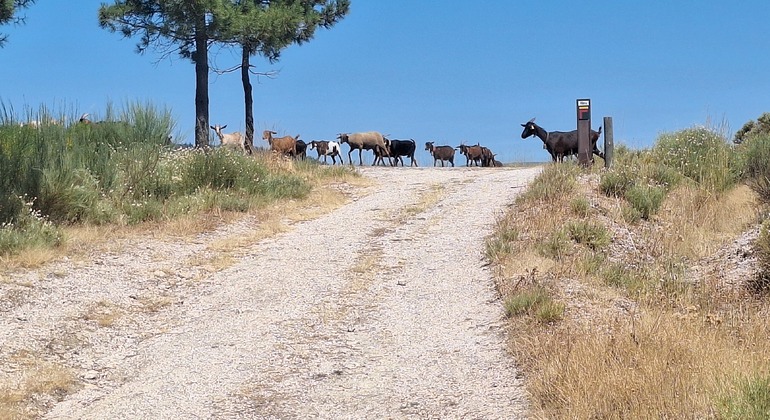 Serra da Estrela Guided Hiking Tour - Wild Boar Route & Hidden Stories