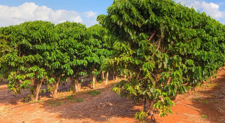 From Bean to Brew: Hands-On Kenyan Coffee Magic