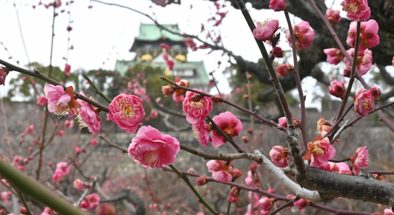 Osaka: Visita guidata alla storia del castello con biglietto d'ingresso