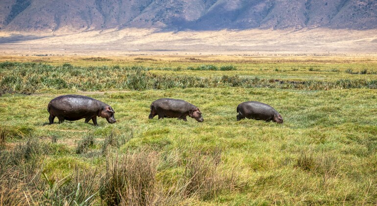 Tour di un giorno del cratere di Ngorongoro a Karatu