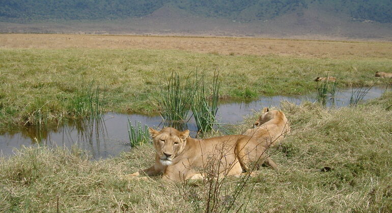 Tour di un giorno del cratere di Ngorongoro a Karatu