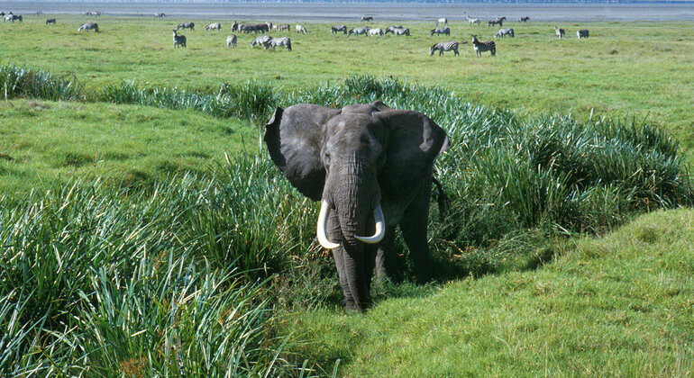 Tour di un giorno del cratere di Ngorongoro a Karatu