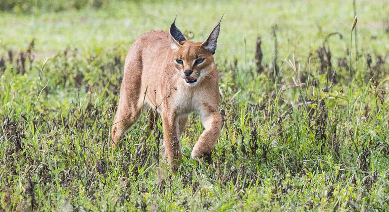 Tour di un giorno del cratere di Ngorongoro a Karatu