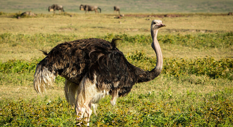 Tour di un giorno del cratere di Ngorongoro a Karatu