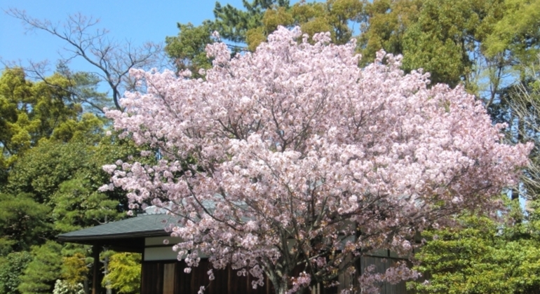 Kyoto: Nijo Castle World Heritage Führung mit Eintritt