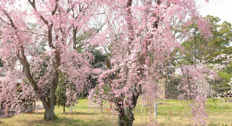 Kyoto: Nijo Castle World Heritage Führung mit Eintritt