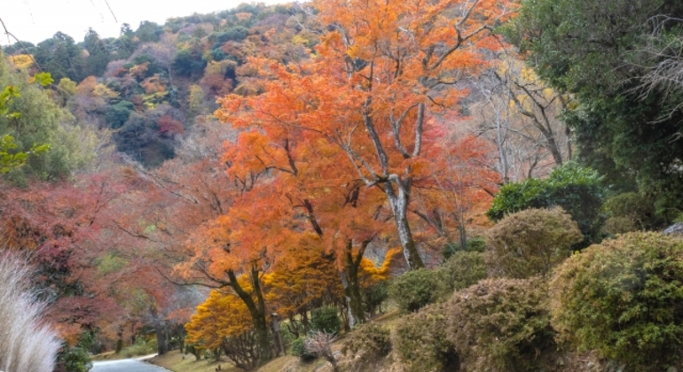 Kyoto: Arashiyama UNESCO Walking Tour mit Eintritt