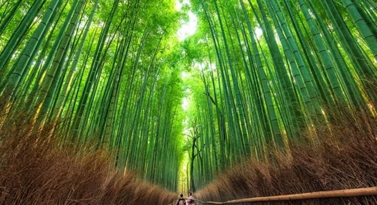 Kyoto : Visite à pied d'Arashiyama avec entrée