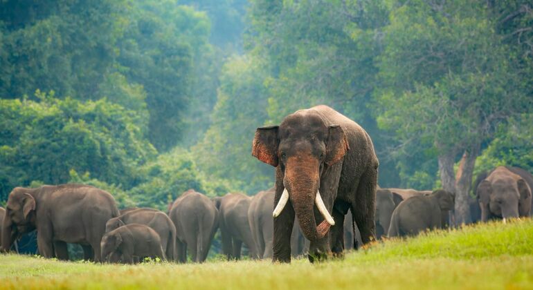Wildlife Safari at Minneriya National Park See Majestic Elephants