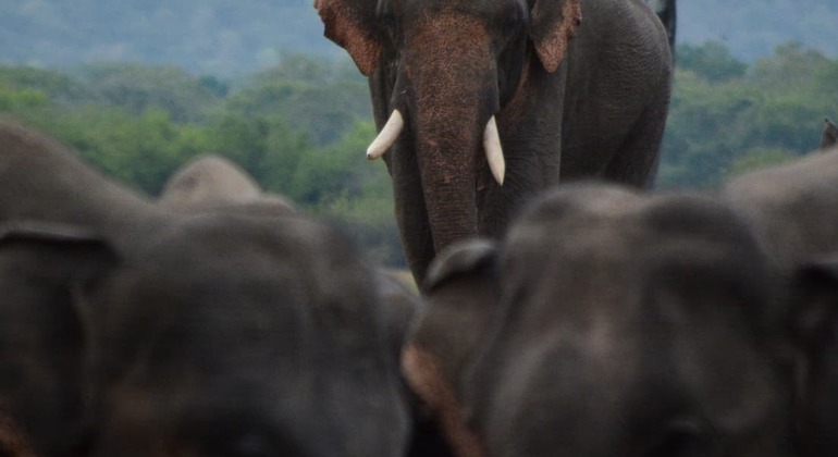 Wildlife Safari at Minneriya National Park See Majestic Elephants