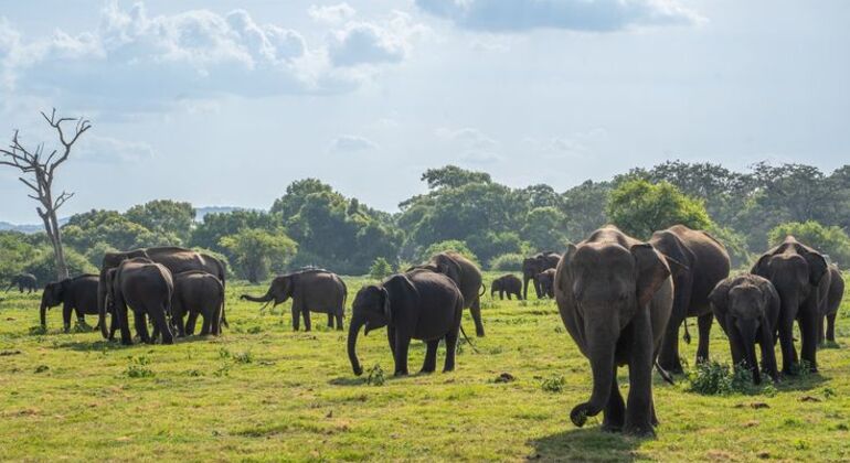 Wildlife Safari at Minneriya National Park See Majestic Elephants