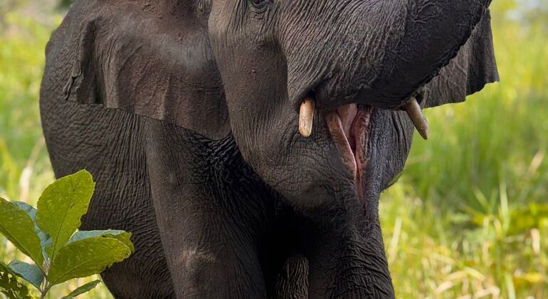 Wildlife Safari at Minneriya National Park See Majestic Elephants