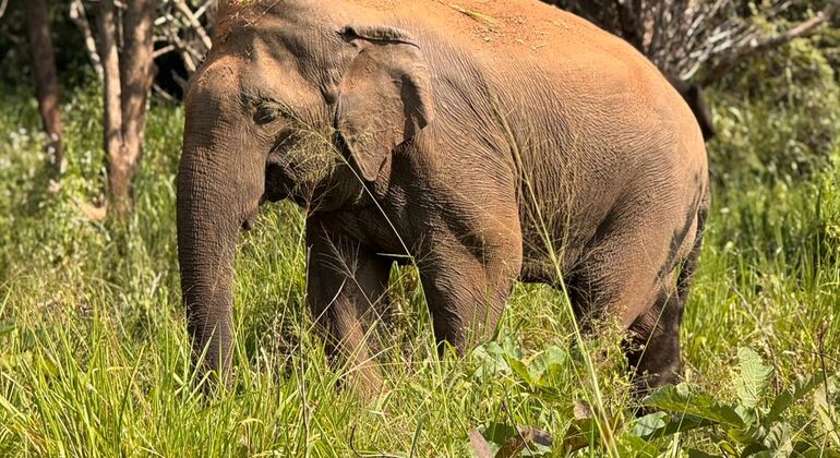 Wildlife Safari at Minneriya National Park See Majestic Elephants