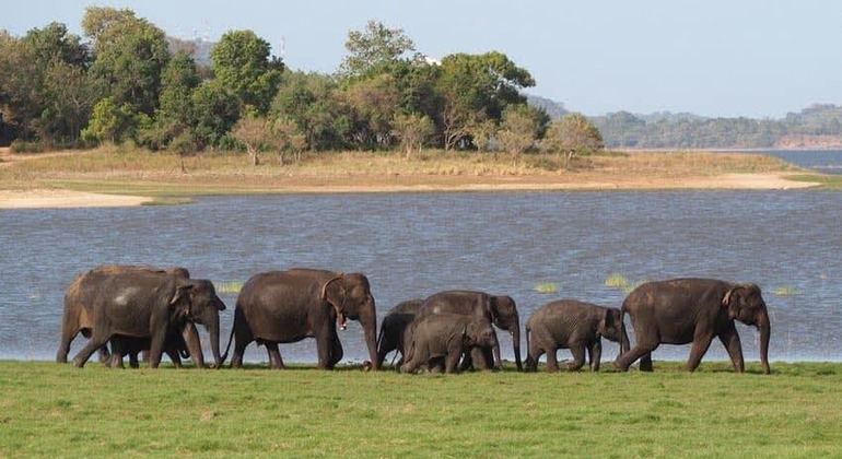 Wildlife Safari at Minneriya National Park See Majestic Elephants