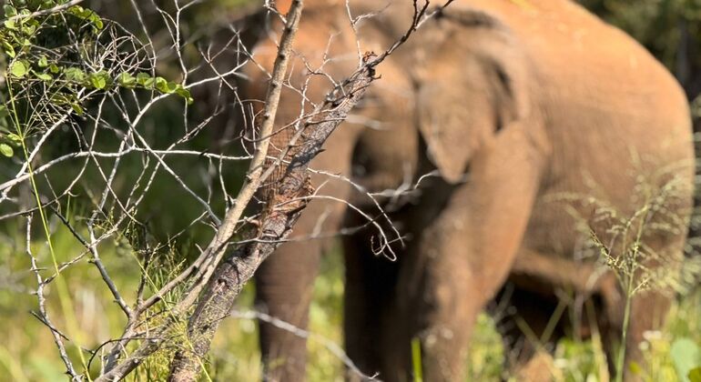 Wildlife Safari at Minneriya National Park See Majestic Elephants