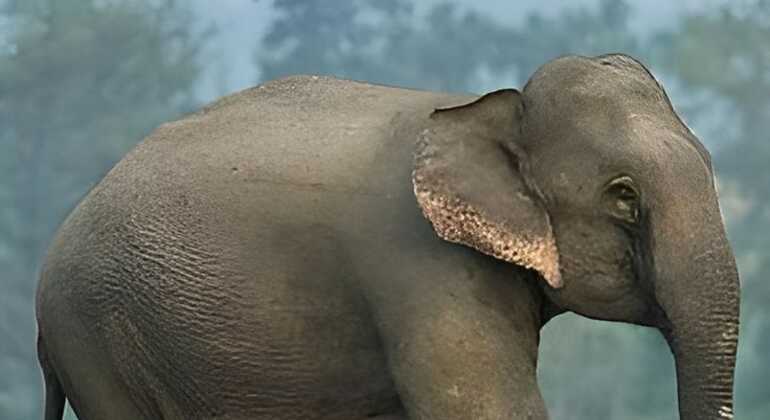 Wildlife Safari at Minneriya National Park See Majestic Elephants