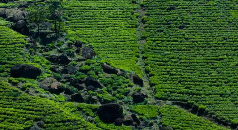 Nuwara Eliya Private Day Tour from Kandy