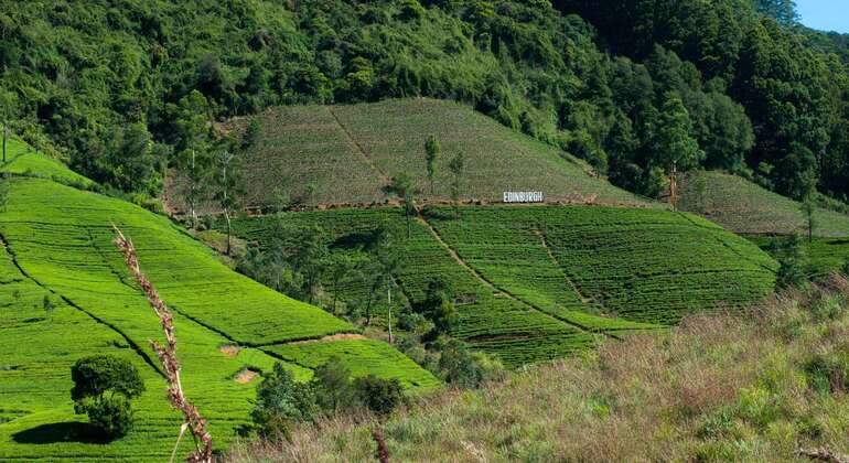 Nuwara Eliya Private Day Tour from Kandy