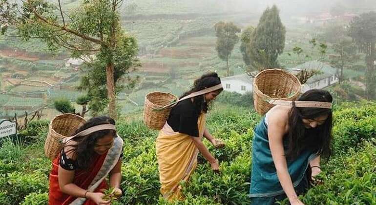 Nuwara Eliya Private Day Tour from Kandy