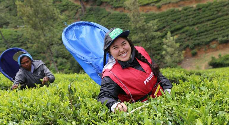 Nuwara Eliya Private Day Tour from Kandy
