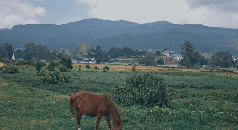 Nuwara Eliya Private Day Tour from Kandy