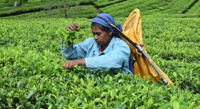 Nuwara Eliya Private Day Tour from Kandy