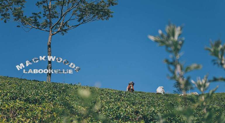 Nuwara Eliya Private Day Tour from Kandy
