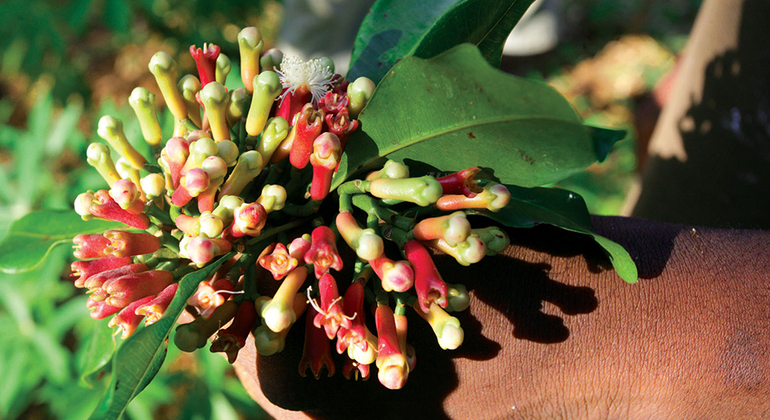 Zanzibar Spice and Herbs Tour